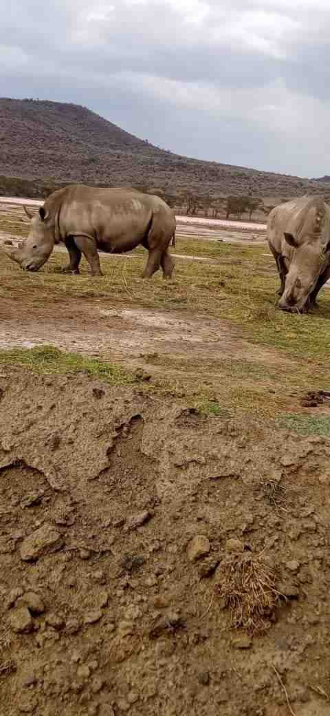 Meru National Park Safari